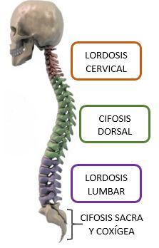 Curvas de la columna vertebral